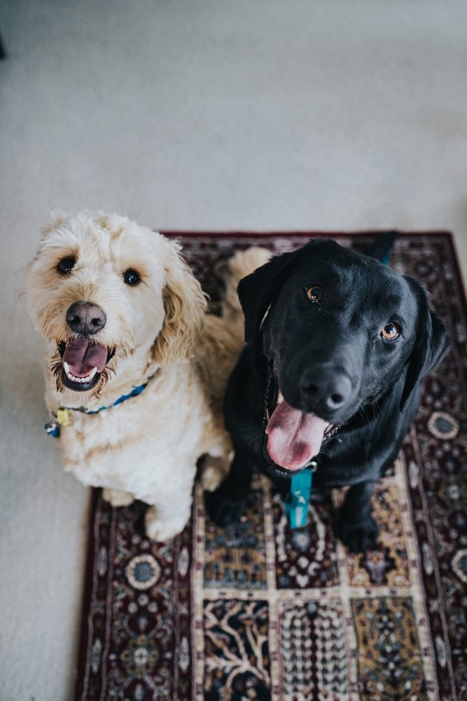 2 dogs sat side by side on a rug looking up
