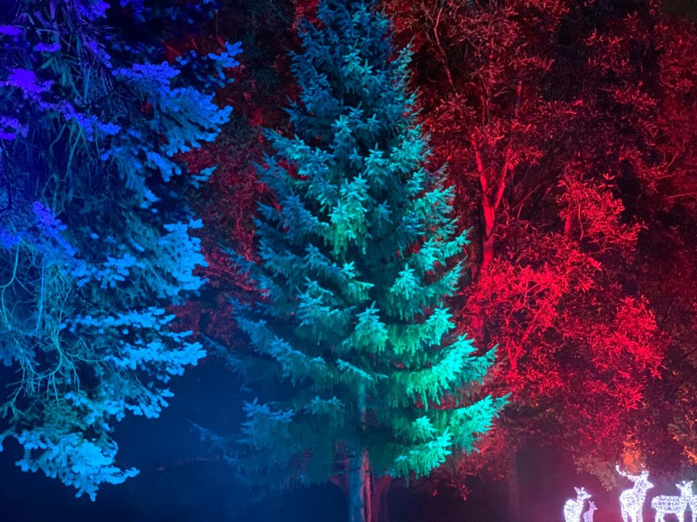 Trees lit up in blue, green and red