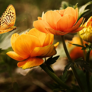 Yellow flowers and yellow butterfly