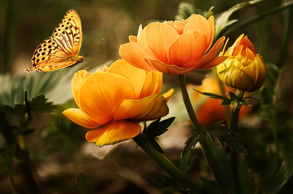 Yellow flowers and yellow butterfly